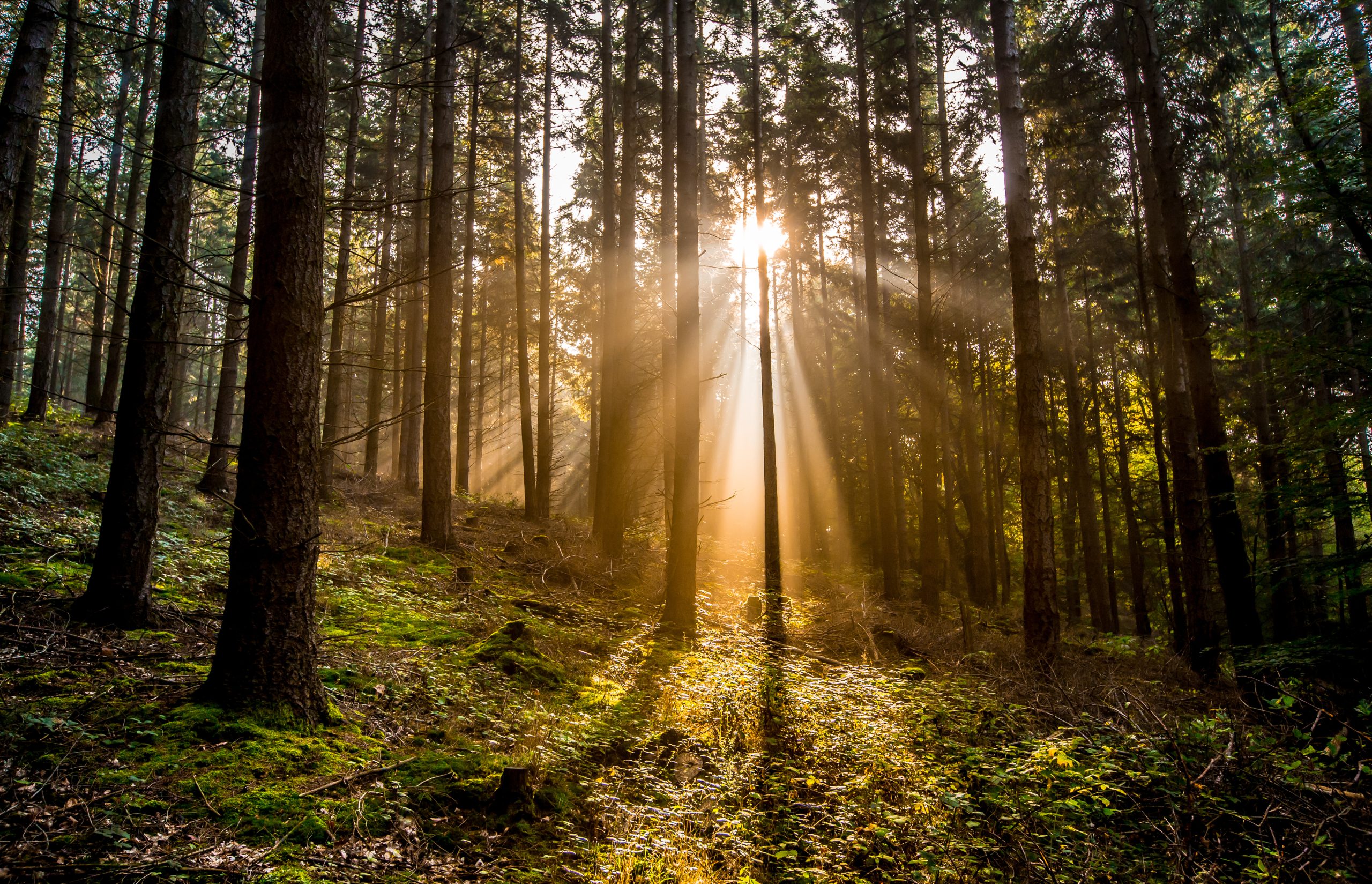 Wald im Gegenlicht Miriam Herzberg • Freie Rednerin • Trauerfeier