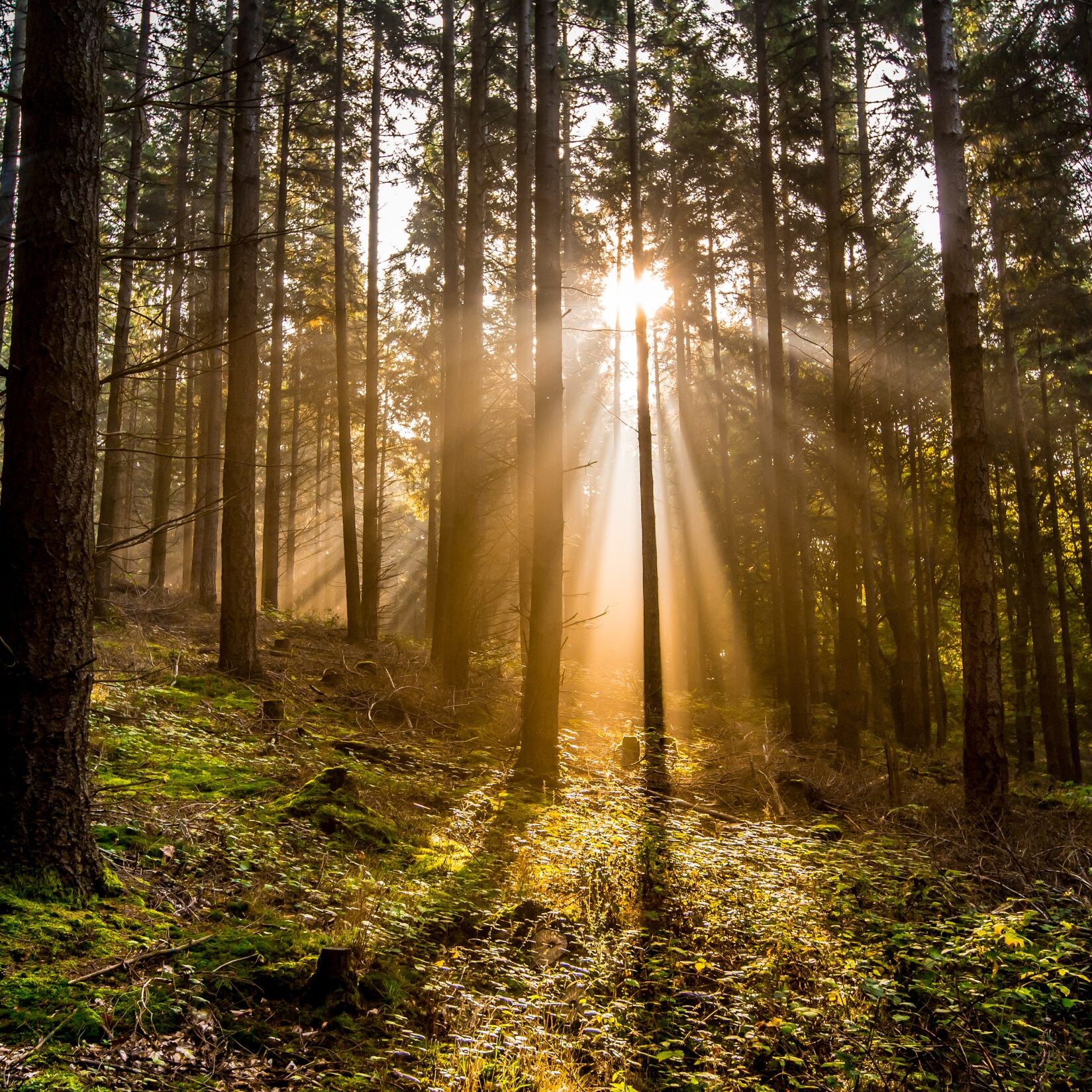 Wald im Gegenlicht Miriam Herzberg • Freie Rednerin • Trauerfeier